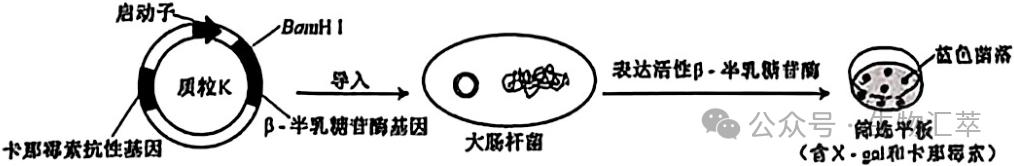 2025年安徽省普通高中学业水平选择性考试生物学试题及注意事项